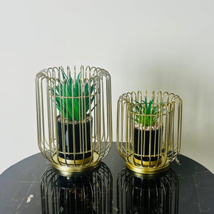 Golden Cage With Inside Plant