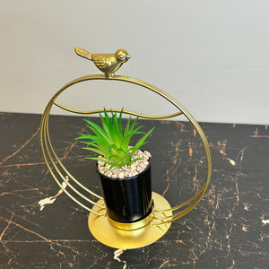 Bird Globe Plant